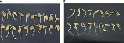 Inductive role of the brown alga Sargassum polycystum on growth and biosynthesis of imperative metabolites and antioxidants of two crop plants